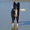 Flocon, Border Collie
