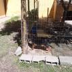 thomas, Pastore tedesco