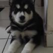 SPIKE, Husky Siberien