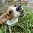 Jujuba, Beagle