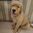 Legolas, Golden Retriever