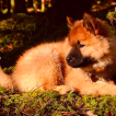 Roy Meiko, Eurasier