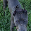 Banx, American Staffordshire Terrier