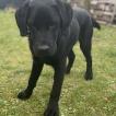 MAX, Labrador Retriever