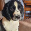 Ramsès des Diamants Verts, Springer spaniel inglés