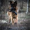 Sam des coteaux d'Aaz, Perro Pastor Alemán