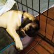 Max, Carlino