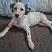 Darcy, Dálmata