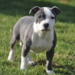 Rhiley, Staffordshire Bull Terrier