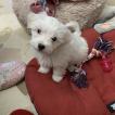 Tequila, Maltese