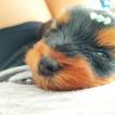 Belchior, Yorkshire Terrier