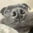 R’Bounty, Staffordshire Bull Terrier