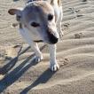 Lili, Parson Jack Russell Terrier (De Pelaje Corto - Suave)