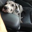 Perrita, Gran Danés