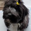 Flopsy, Terrier Tibetano