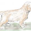 REAL COOPER, Golden Retriever