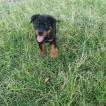 ROCKY, Rottweiler