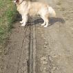 Simba, Golden Retriever