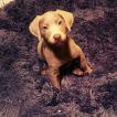 Mambo, Labrador Retriever