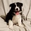 Jet, Border Collie