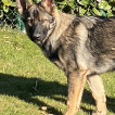 Rasko, German Shepherd Dog