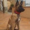 Kira, Pastor Belga Malinois