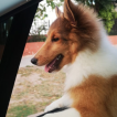 Helu, Pastor De Shetland