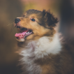 Helu