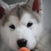 Shiva, Malamute