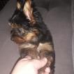 Jade, Yorkshire Terrier