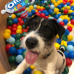 OREO, Parson Jack Russell Terrier (De Pelaje Corto - Suave)