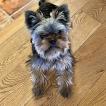 Ramsy, Yorkshire Terrier