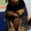 ZARAH, Rottweiler
