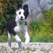 Aura, Border Collie