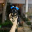 Max, Yorkshire Terrier
