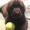 SCOTT, Labrador