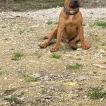 Rio, Staffordshire Bull Terrier
