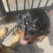 Freya, Rottweiler