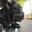 Ragnar, Bulldog Francés