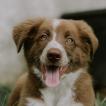 Batuta, Border Collie