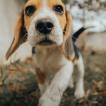 Maju, Beagle