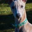 R'fakto, Whippet