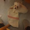 Sushi, Bichon Maltais