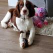 Maggie May, Springer spaniel inglés