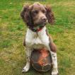 Bo, Springer Spaniel Inglês