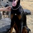 Ringo, Dóbermann