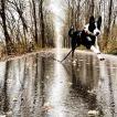 Tao, Border Collie