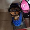 Odin, Yorkshire Terrier