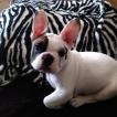 Sid, Bouledogue Français