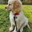 Gastone, Golden Retriever